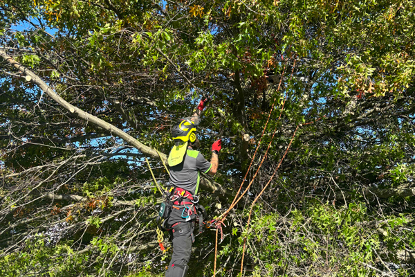 Tree pruning & maintenance