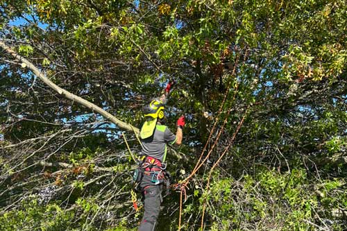 Arborist in the tree removing branches. gardenandtrees.co.nz/arborist-tree-surgeon/