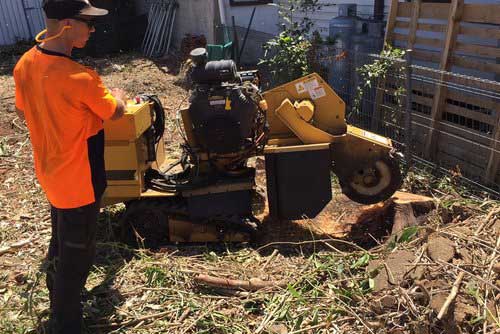 Arborist grinding out large tree stump in Christchurch. gardenandtrees.co.nz/stump-grinding-services