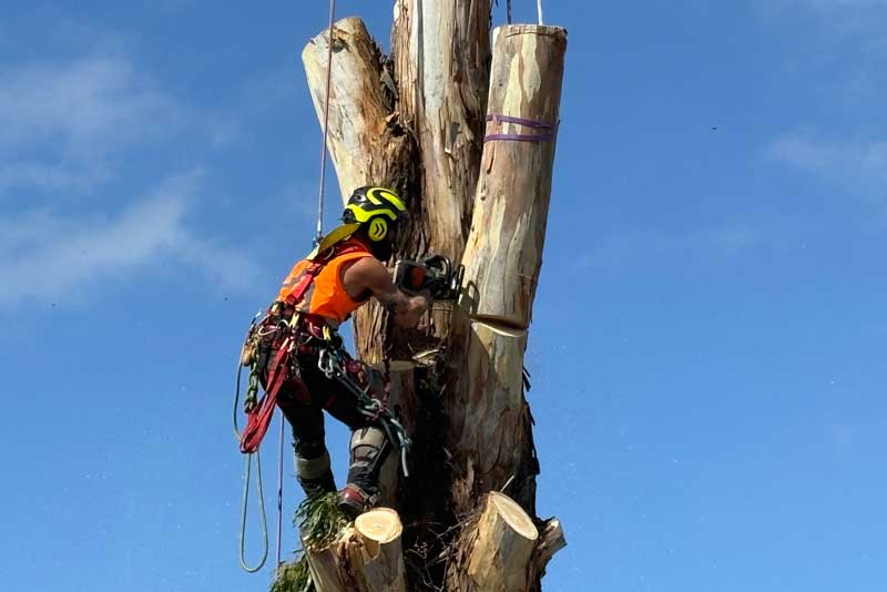 Arborist with chainsaw in tree removing branches safely. gardenandtrees.co.nz/tree-removal-services