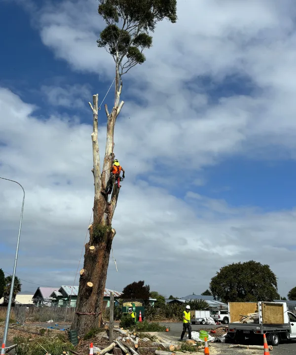 Tree dismantling