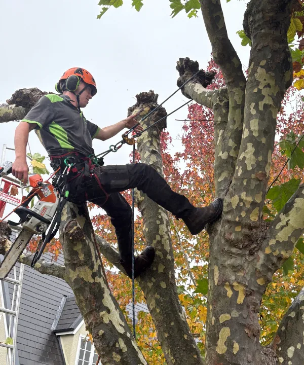 Taking a tree down by felling branches