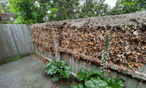 before property tidy up shot