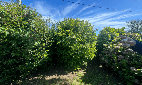 before presale makeover