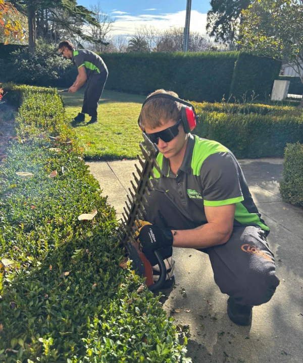 Expert hedge and shrub trimming