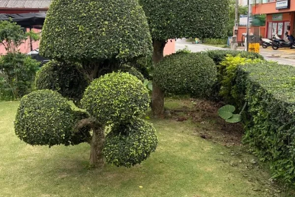 expert tree shaping