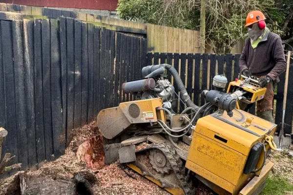 Tree Stump Grinding service