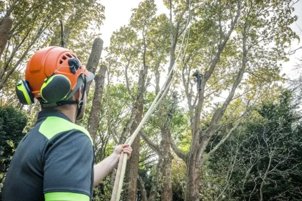 Tree removal