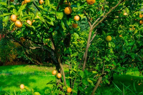 fruit tree pruning